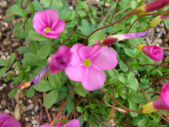 オキザリス 桃の輝の育て方 花と緑のある生活 住まいの豆知識 ホームセンタービバホーム