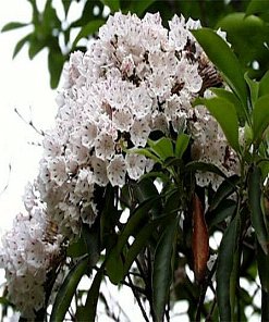 カルミアの育て方 花と緑のある生活 住まいの豆知識 ホームセンタービバホーム