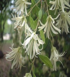 トキワマンサクの育て方 花と緑のある生活 ホームセンタービバホーム