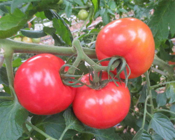 強うま苗 よくなる大玉トマト