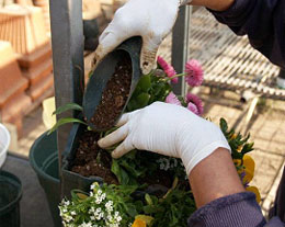 植物を入れ終わったら、培養土をつめる