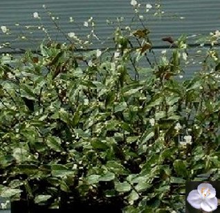 ブライダルベール ホームセンター ビバホーム Diyからリフォームまで暮らしをもっと快適に