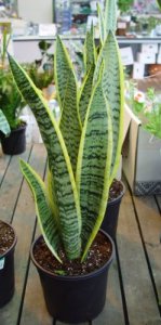 サンスベリア | ホームセンター ビバホーム DIYからリフォームまで