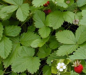 ワイルドストロベリー | ホームセンター ビバホーム DIYからリフォーム