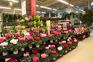 武蔵浦和でおすすめのお花屋さん 心のこもったフラワーギフトを探すなら Pathee パシー