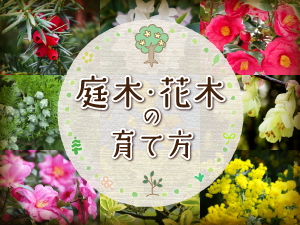 庭木・花木の育て方をご紹介します！